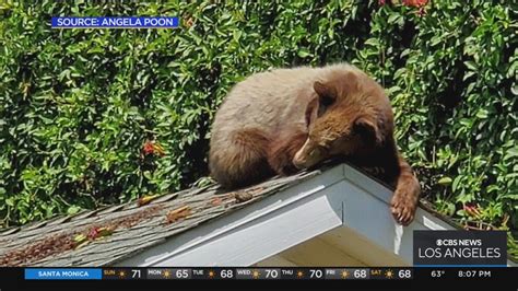 VIDEO: Bear wanders through another yard in San Rafael